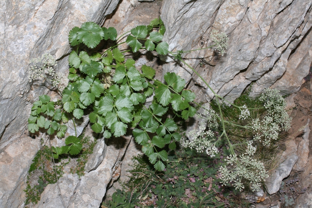 Pimpinella battandieri