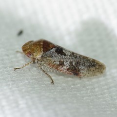 Dragonana dracontea