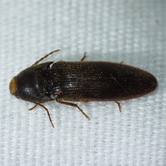 Physorhinus fusculus