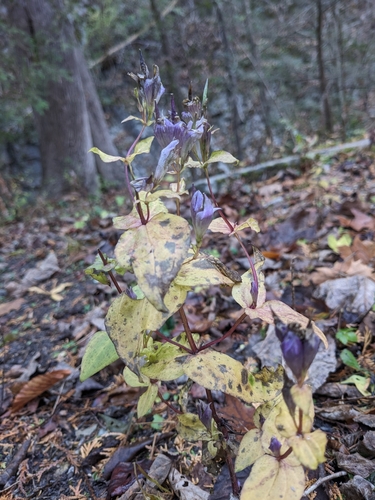 Image of Gentianella quinquefolia by (c) Alaina Krakowiak, some rights reserved (CC BY)
