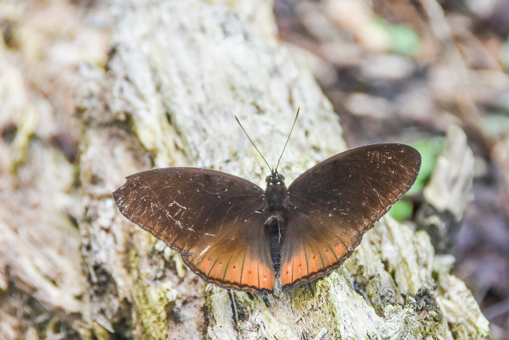 Hypolimnas Pithoeka From Farmhouse Talasea District New Britain 