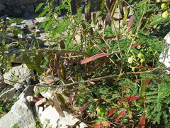 Leucaena leucocephala image