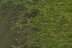 Potamogeton mandschuriensis