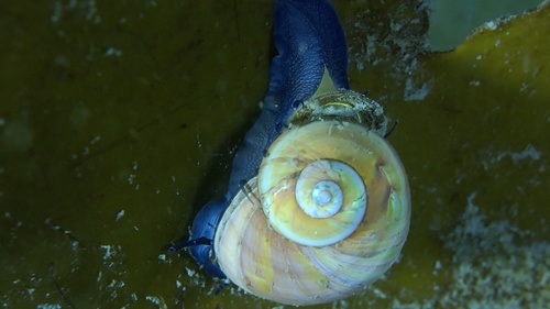 Pellilitorina