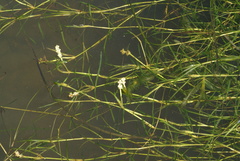 Potamogeton mandschuriensis