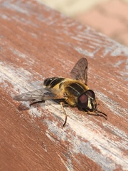 Helophilus eristaloidea