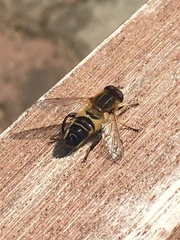 Helophilus eristaloidea
