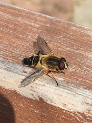Helophilus eristaloidea