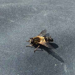 Helophilus eristaloidea