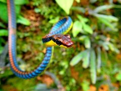 Dendrelaphis cyanochloris