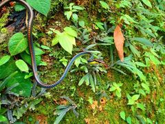 Dendrelaphis cyanochloris