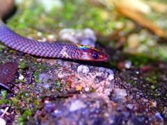 Pseudorabdion longiceps