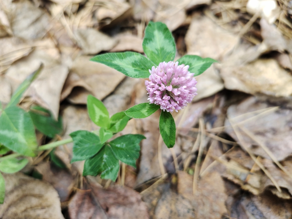 Red Clover from г. Искитим, Искитим, Новосибирская обл., Россия on ...