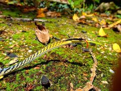 Dendrelaphis striatus