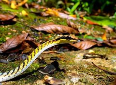 Dendrelaphis striatus