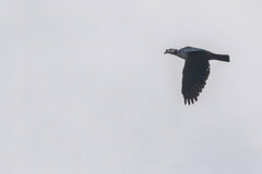 Red-Knobbed Imperial-Pigeon photo 3