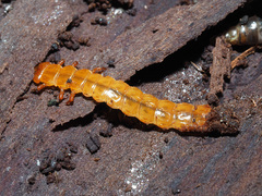 Cucujus cinnaberinus