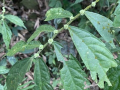 Elatostema platyphyllum