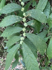 Elatostema platyphyllum