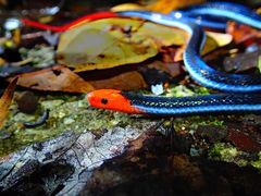 Calliophis bivirgatus