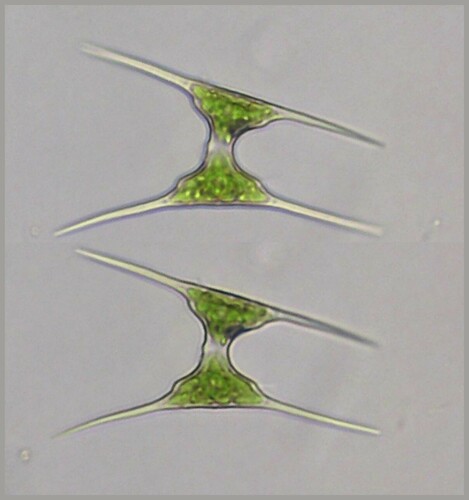 Staurodesmus extensus var. joshuae