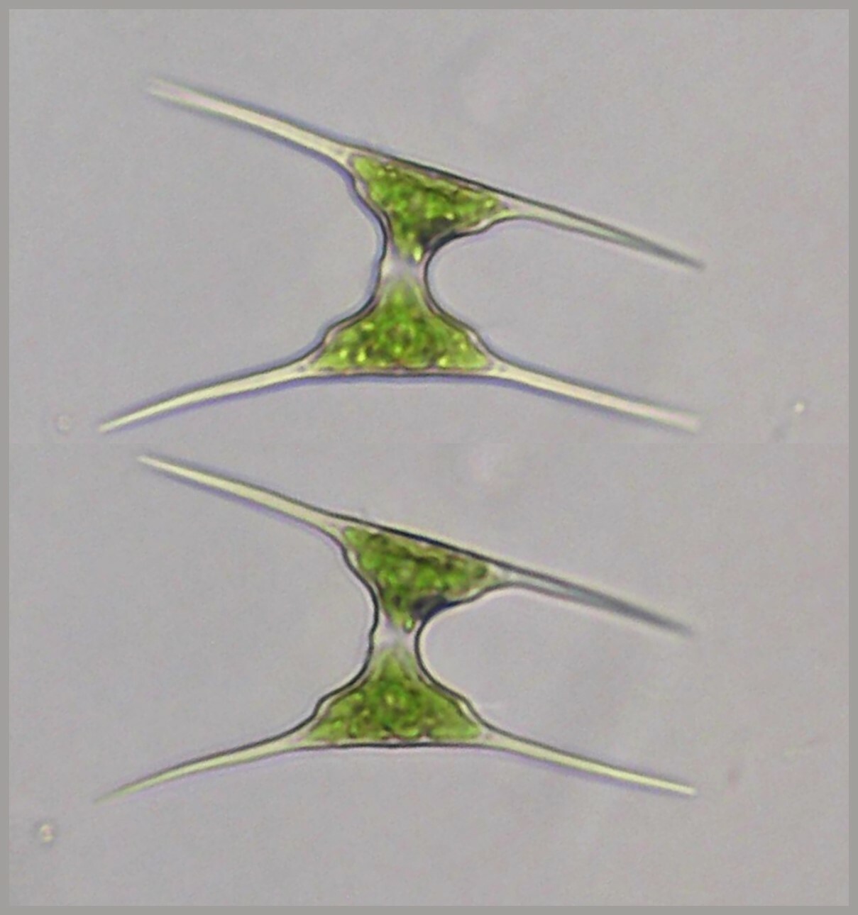 Staurodesmus extensus var. joshuae