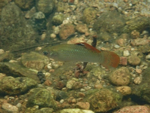 Liberty molly (Poecilia salvatoris) — Poeciliidae — 5