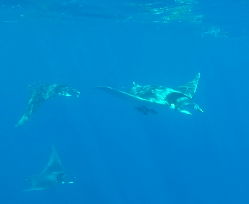 photo of Spinetail Devil Ray (Mobula mobular)