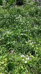 Ornithogalum umbellatum