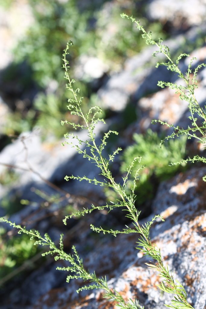 Artemisia desertorum