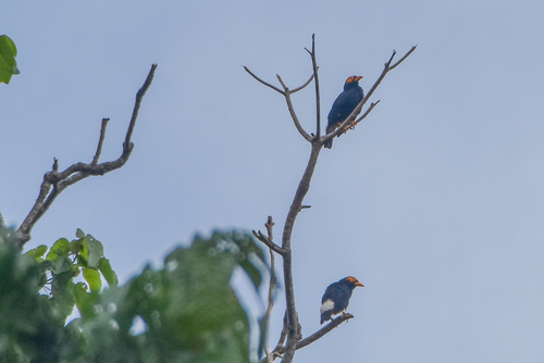 Long-tailed Myna (Mino kreffti), photo 10