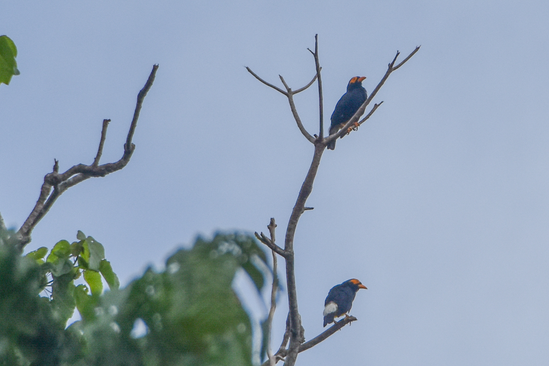 Long-tailed Myna (Mino kreffti), photo 4