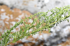 Artemisia desertorum