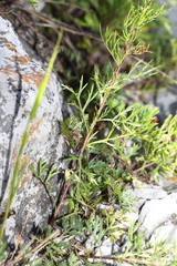 Artemisia desertorum
