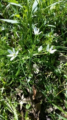 Ornithogalum umbellatum