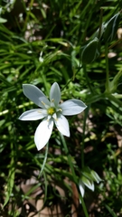 Ornithogalum umbellatum