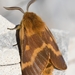 Patrician's Shrub Moth - Photo (c) Guillaume Labeyrie, some rights reserved (CC BY-NC), uploaded by Guillaume Labeyrie