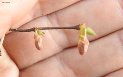 Lonicera praeflorens