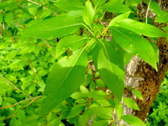 Populus simonii
