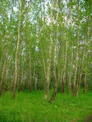 Populus simonii