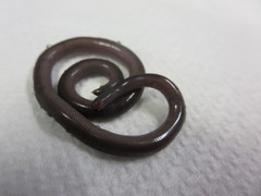 Anilios torresianus