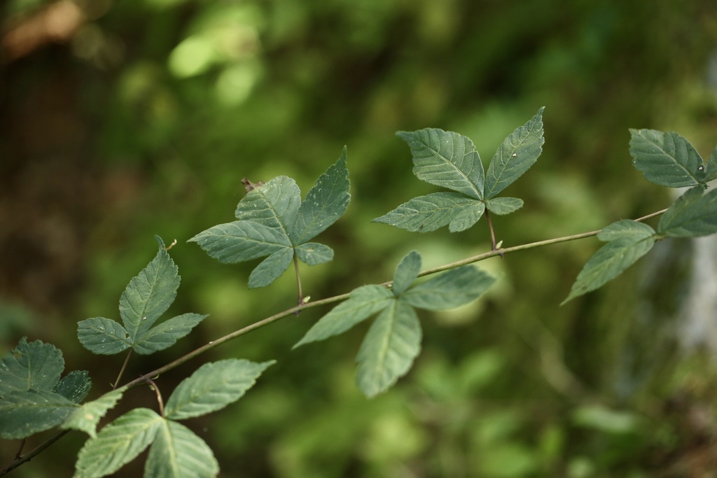 Rubus pentagonus (Rubus pentagonus)