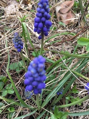 Muscari armeniacum