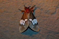 Palasea albimacula