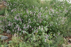 Persicaria pilosa