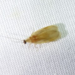 Compsodes schwarzi
