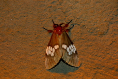 Palasea albimacula