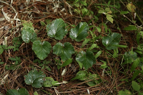 Rubus multisetosus