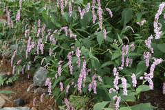 Persicaria pilosa