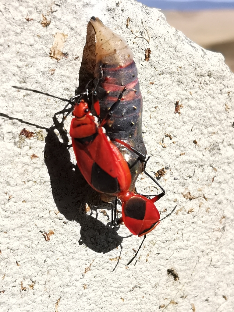 Red Bug in November 2023 by michelledw. Bugs on a Painted Lady pupae ...